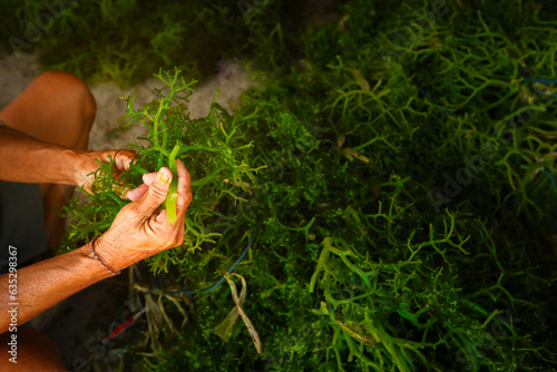 Farmer collecting seaweed plantations at seaweed farm in Nusa Penida, Indonesia	