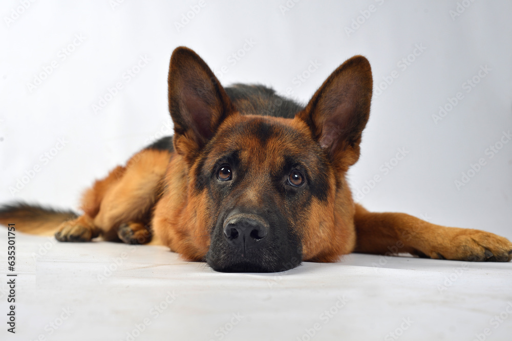 Obraz premium Pastor alemán perro mascota