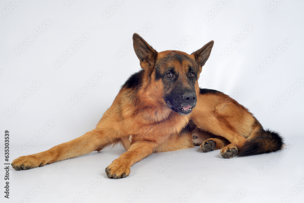Pastor alemán perro mascota