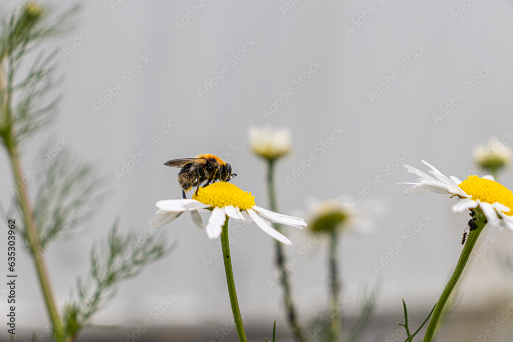 A pollen-covered bee - black and orange - on a white and yellow daisy flower - blurred background of more daisies and green foliage - garden or meadow setting. Taken in Toronto, Canada. A pollen-covered bee - black and orange - on a white and yellow daisy flower - blurred background of more daisies and green foliage - garden or meadow setting. Taken in Toronto, Canada.