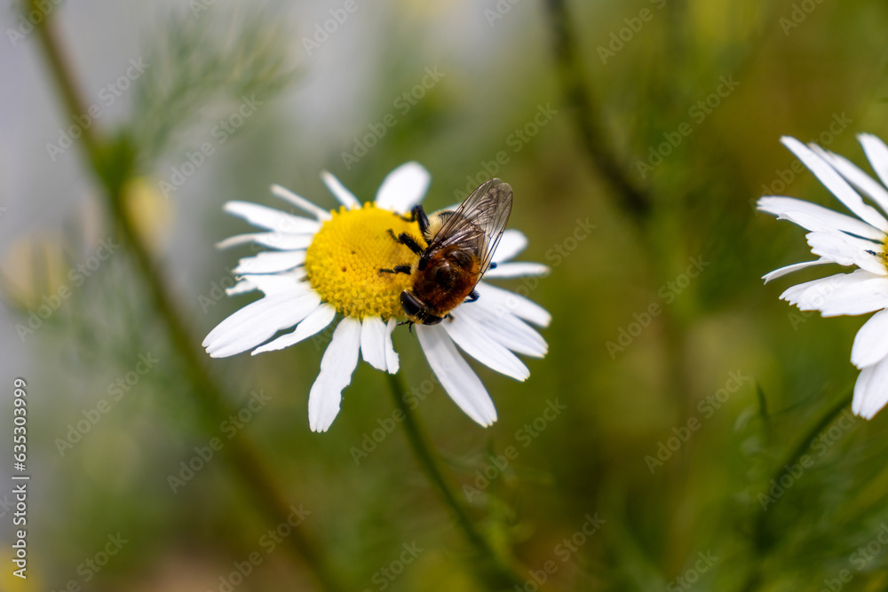 A pollen-covered bee - black and orange - on a white and yellow daisy flower - blurred background of more daisies and green foliage - garden or meadow setting. Taken in Toronto, Canada. A pollen-covered bee - black and orange - on a white and yellow daisy flower - blurred background of more daisies and green foliage - garden or meadow setting. Taken in Toronto, Canada.