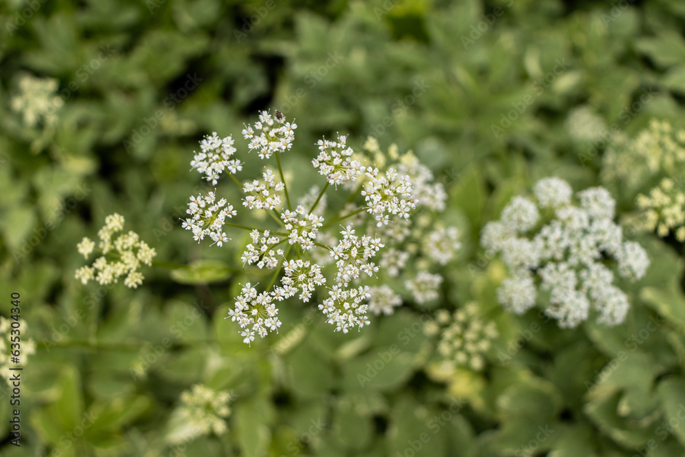 Small white flowers in flat-topped cluster - green leaves in blurred background - shallow depth of field - five-petaled flowers. Taken in Toronto, Canada. Small white flowers in flat-topped cluster - green leaves in blurred background - shallow depth of field - five-petaled flowers. Taken in Toronto, Canada.