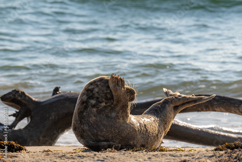 Seal resting on the beach at the north end of Block Island, Rhode Island, August 2023. photo