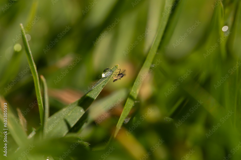 selective focus on tiny winged insect on green grass with rain droplets on it selective focus on tiny winged insect on green grass with rain droplets on it