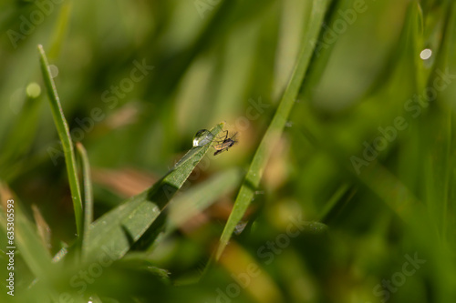 selective focus on tiny winged insect on green grass with rain droplets on it © Passing  Traveler