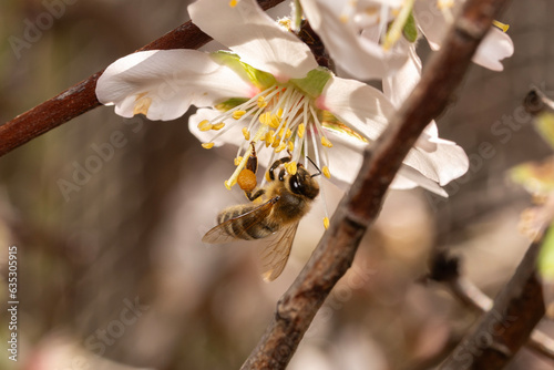 Close-up of a bee pollinating flowering tree in blossom springtime, with a white net in the background covering the tree