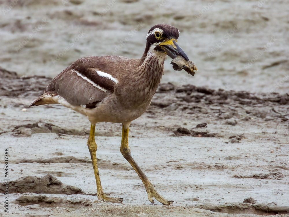 Beach Stone Curlew in Queensland Australia