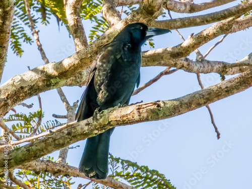 Black Butcherbird in Queensland Australia photo