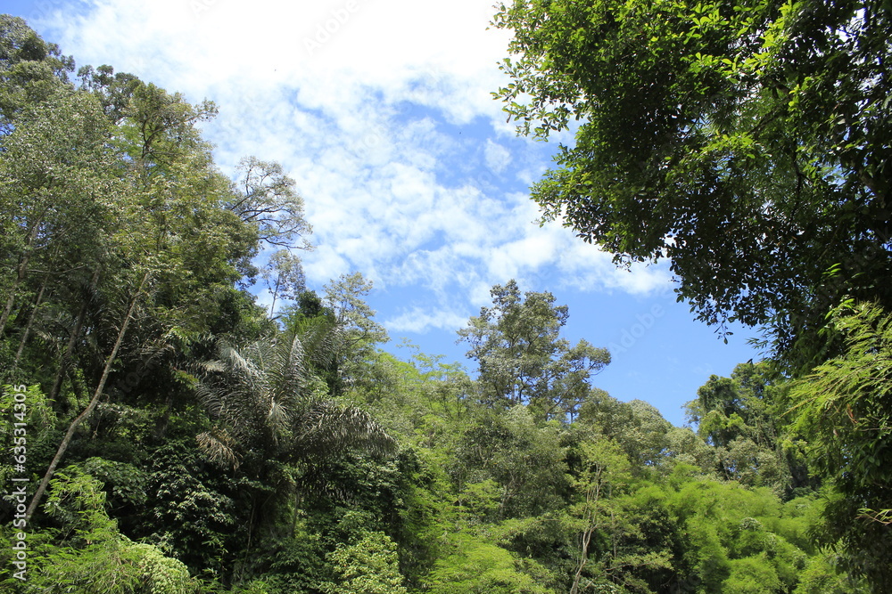 photo illustration of a view of trees in a forest against a blue sky