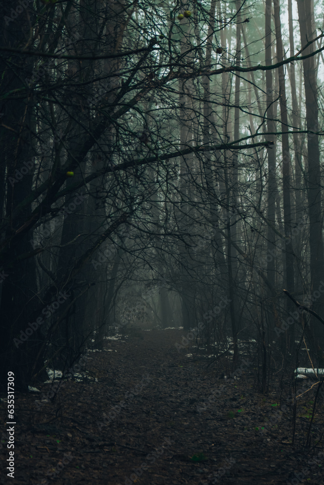 Road passing through scary mysterious forest with green light in fog in winter. Nature misty landscape. Scary halloween landscape background. Trail through mysterious dark old forest in fog. Magical
