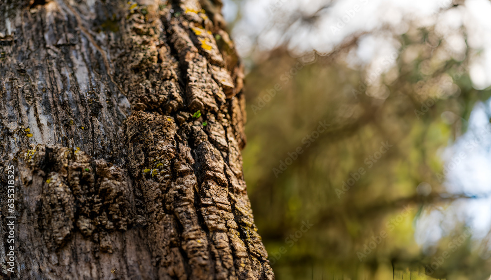 Tree Bark Texture: A Natural and Rustic Background Tree Bark Texture: A Natural and Rustic Background