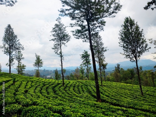 beautiful tea trees field nice scenic view hills