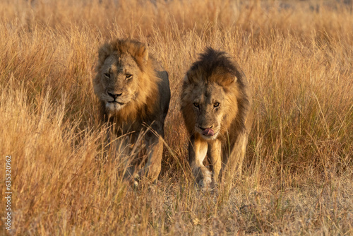 Zwei Löwenmännchen frontal in der Grassavanne im Chobe Nationalpark