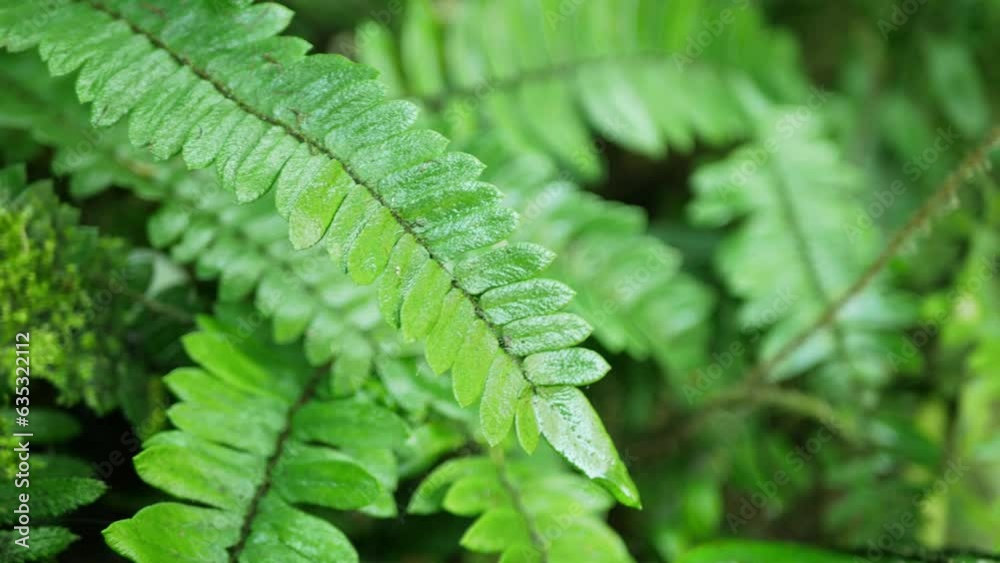 view detailed close up shot of beautiful fern leaves illuminated by sun rays bright shines spring sunbeams on a lush green fern deep in the scenic forest in deep mountains. view detailed close up shot of beautiful fern leaves illuminated by sun rays bright shines spring sunbeams on a lush green fern deep in the scenic forest in deep mountains.