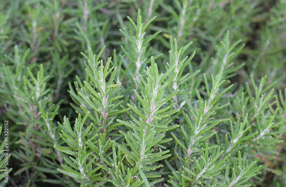Fresh rosemary herb growing in the garden Fresh rosemary herb growing in the garden