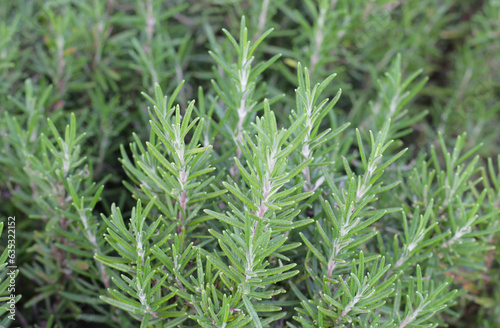 Fresh rosemary herb growing in the garden