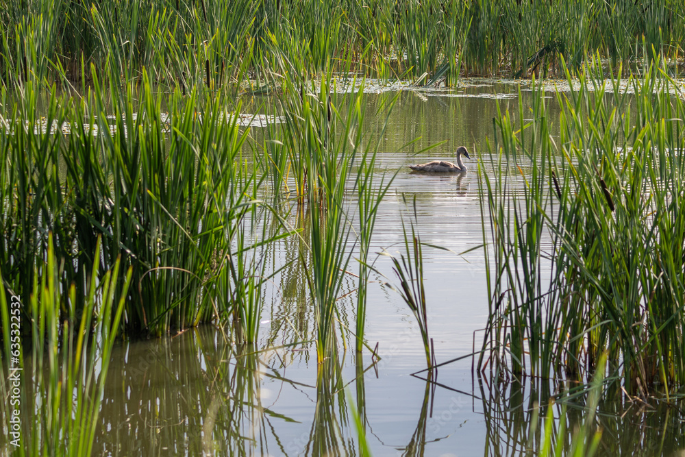 Fototapeta premium Baby swan bird on the surface of the lake with reeds.