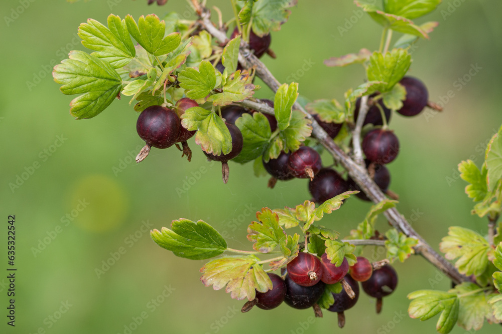 Purple dark gooseberry fruits on plant. Purple dark gooseberry fruits on plant.