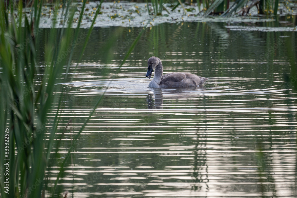 Fototapeta premium Baby swan bird on the surface of the lake with reeds.