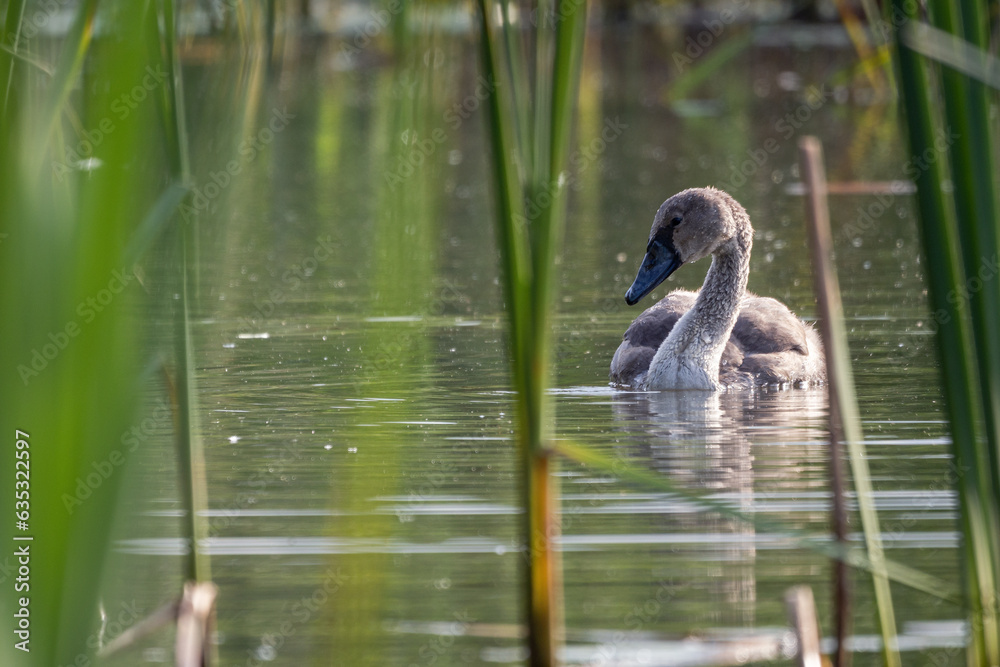 Baby swan bird on the surface of the lake with reeds. Baby swan bird on the surface of the lake with reeds.