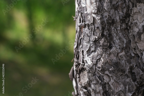 A detailed shot of a tree trunk in front of a blurred forest background.