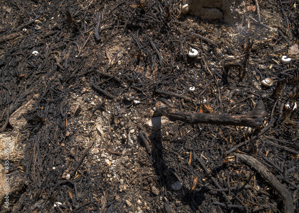 Devastation after the fire the sad reality of forest fires. Burned forest floor after a wildfire scattered above. Top view of the ground. Devastation after the fire the sad reality of forest fires. Burned forest floor after a wildfire scattered above. Top view of the ground.