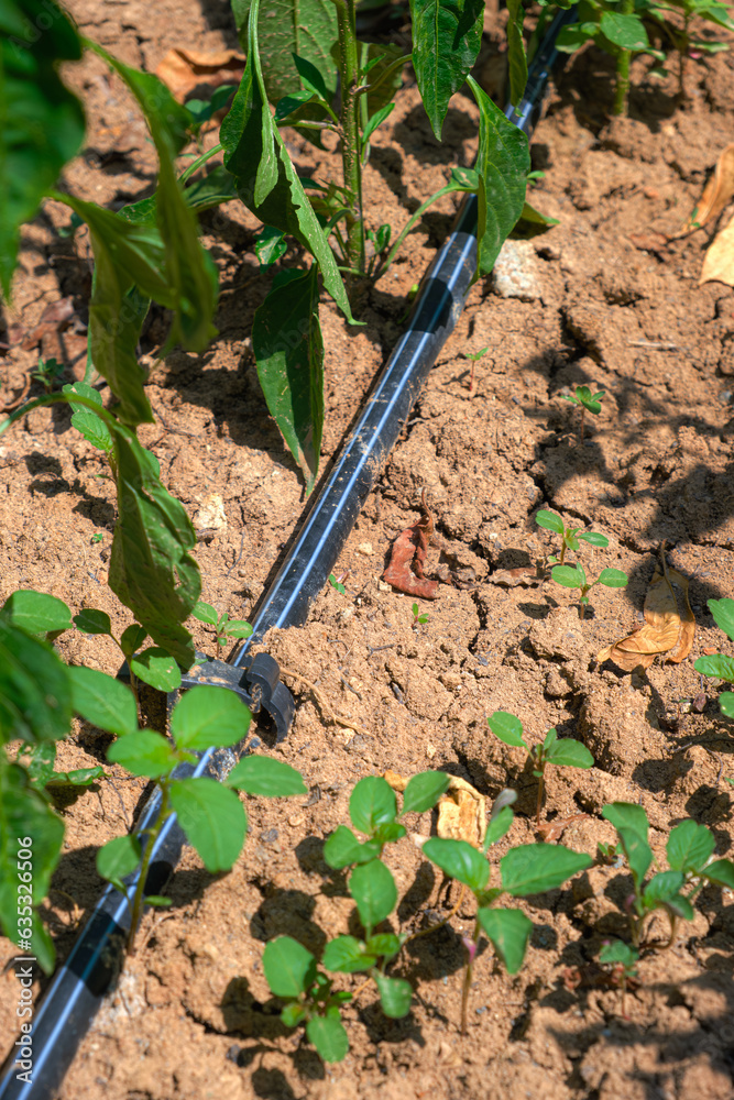 Drip irrigation system. Planting of lettuce with drip irrigation. Using