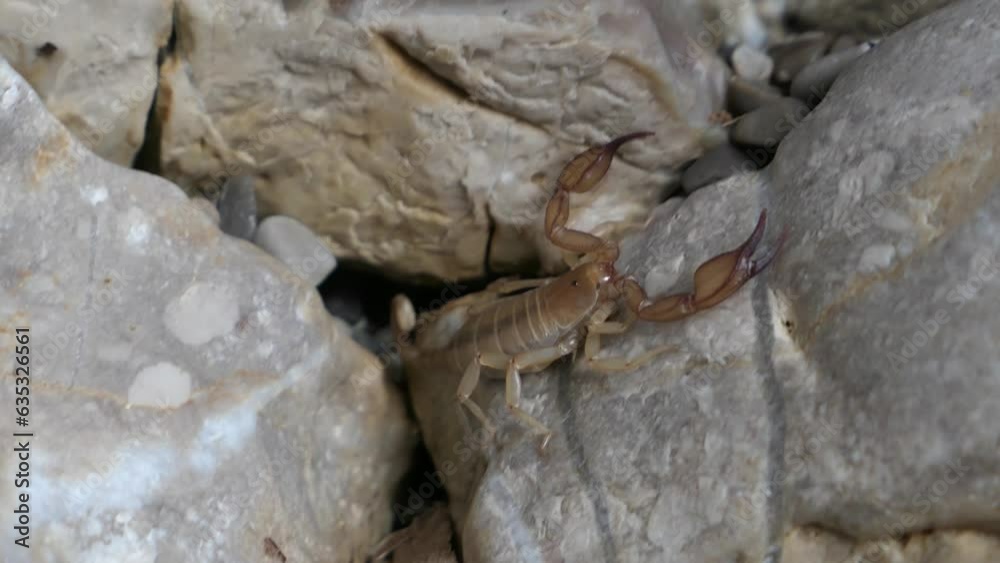 Scorpion in wild, hiding and then walking on rock, close up Scorpion in wild, hiding and then walking on rock, close up