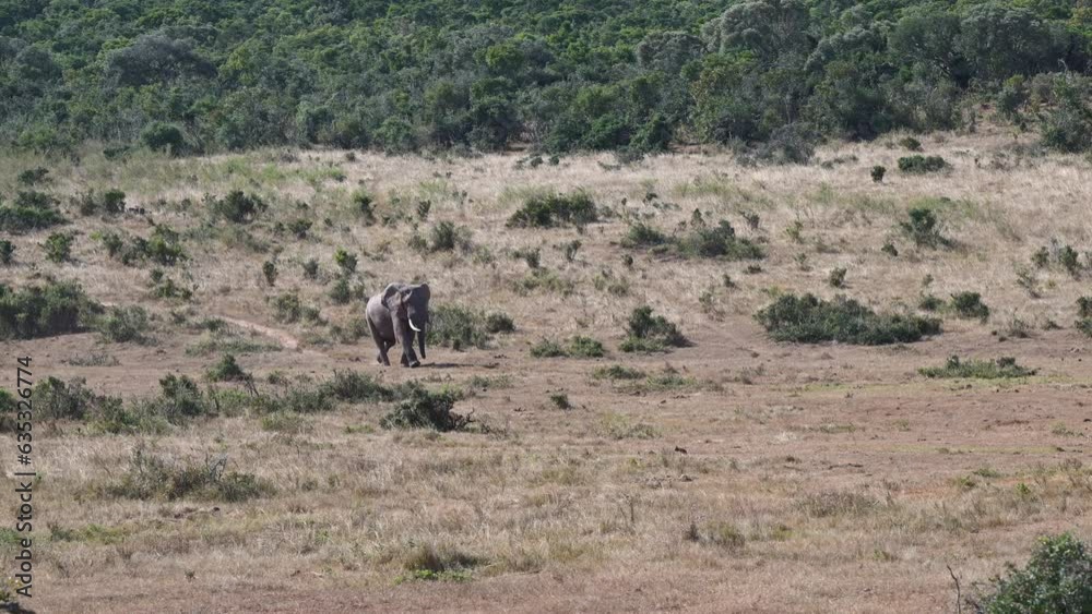 African elephant (Loxodonta africana) big bull walking in woodland landscape, slowmotion African elephant (Loxodonta africana) big bull walking in woodland landscape, slowmotion