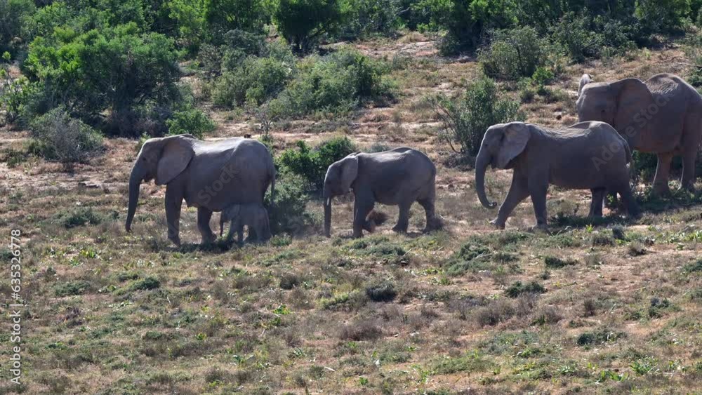 African elephant (Loxodonta africana) matriarch with a tiny calf and two other females walking away from bull. African elephant (Loxodonta africana) matriarch with a tiny calf and two other females walking away from bull.