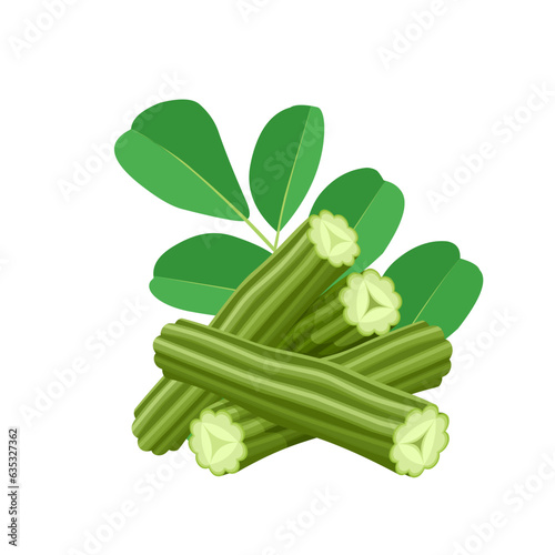 Vector illustration, moringa oleifera or drumstick tree, isolated on white background.