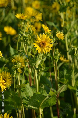 Durchwachsene Silphie,  Silphium perfoliatum L. photo