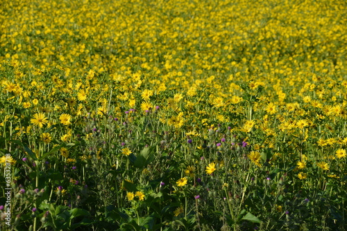 Durchwachsene Silphie,  Silphium perfoliatum L. photo