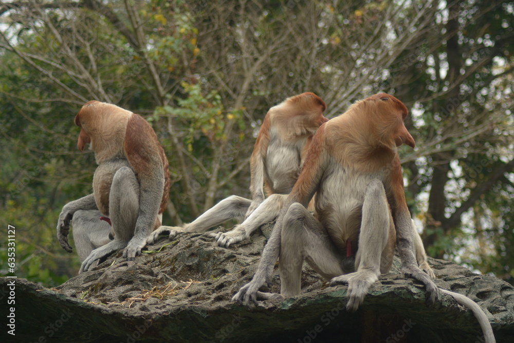Proboscis monkey (Nasalis larvatus) is a kind of long-nosed monkey with