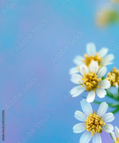 Small white flowers on a toned on gentle soft blue and pink background outdoors. Spring summer border template floral background.