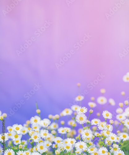 Small white flowers on a toned on gentle soft blue and pink background outdoors. Spring summer border template floral background. © squallice