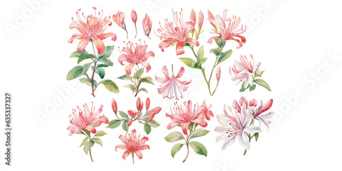 watercolor honeysuckle flower clipart for graphic resources photo