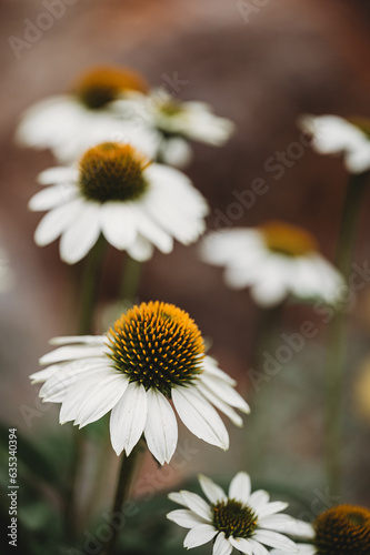 Close up of white echinacea flowers blooming in garden on summer day.