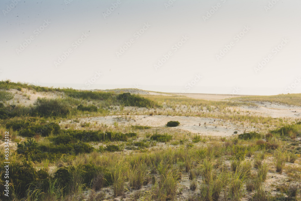 Fototapeta premium Sand dunes at Cape Henelopen State Park in Delaware.