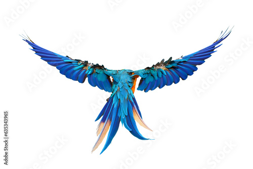 Colorful feathers on the back of macaw parrot isolated on transparent. Free flying bird © Passakorn