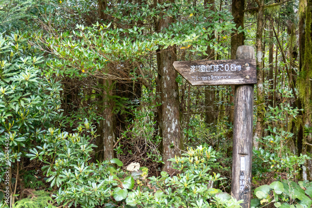 The path between Kigen Sugi and Yodogawa Ascent on Yakushima Island The path between Kigen Sugi and Yodogawa Ascent on Yakushima Island
