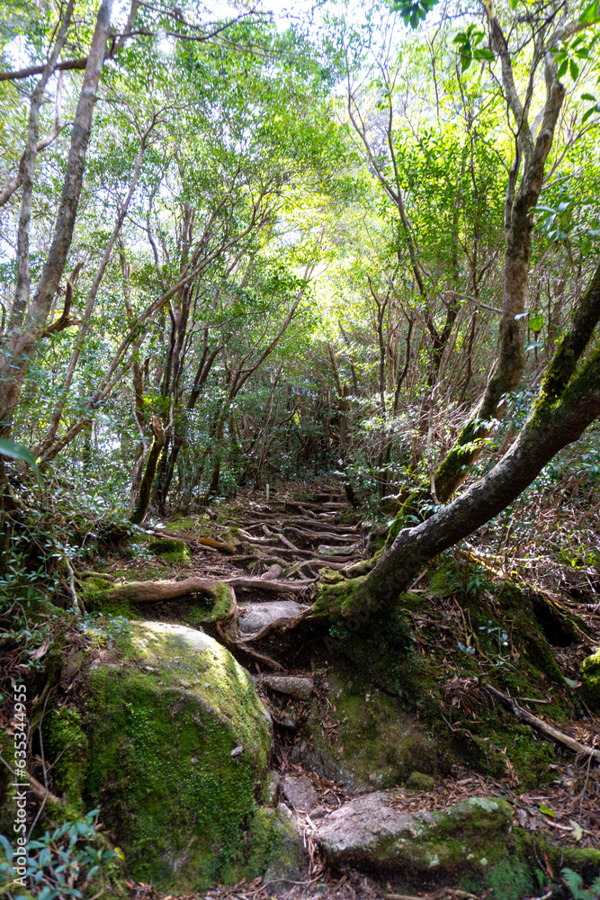 The view from the Yodogawa trailhead to the Yodogawa hut on Yakushima Island The view from the Yodogawa trailhead to the Yodogawa hut on Yakushima Island