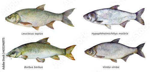 Watercolor set of fish: Asp (Leuciscus aspius), Silver carp (Hypophthalmichthys molitrix), Common barbel (Barbus barbus), Vimba bream (Vimba vimba) Hand drawn fish illustration.