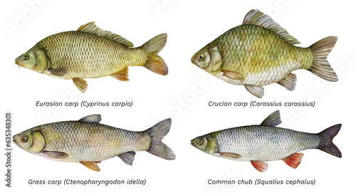 Photography Watercolor set of fish: Cyprinus carpio, Carassius carassius, Ctenopharyngodon idella, Squalius cephalus
