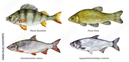 Watercolor set of fish: European perch (Perca fluviatilis), Tench (Tinca tinca), Common nase (Chondrostoma nasus), Silver carp (Hypophthalmichthys molitrix). Hand drawn fish illustration.