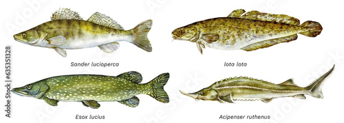 Watercolor set of fish: zander (sander lucioperca), burbot (lota lota), northern pike (esox lucius), sterlet (acipenser ruthenus). Hand drawn fish illustration. photo