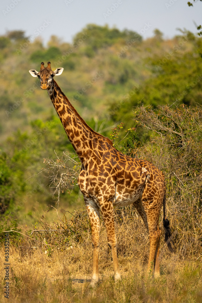 Giraffe in Akagera national park Ruanda