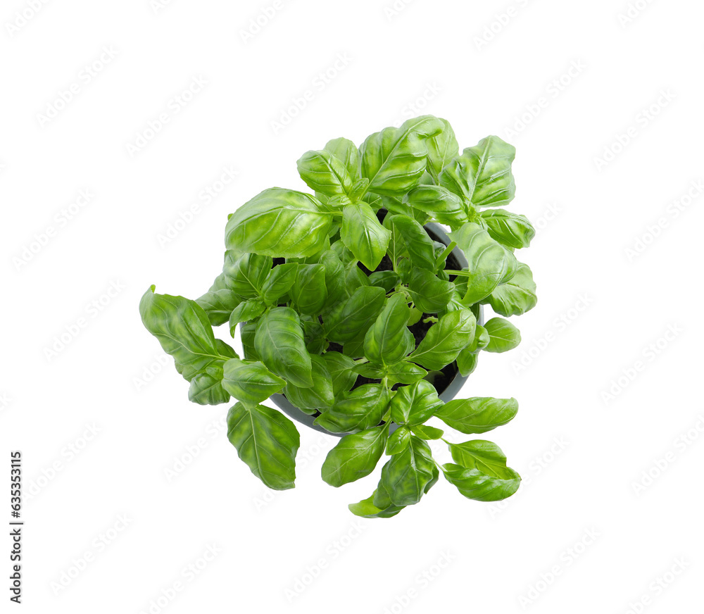 Aromatic green potted basil isolated on white, top view Aromatic green potted basil isolated on white, top view