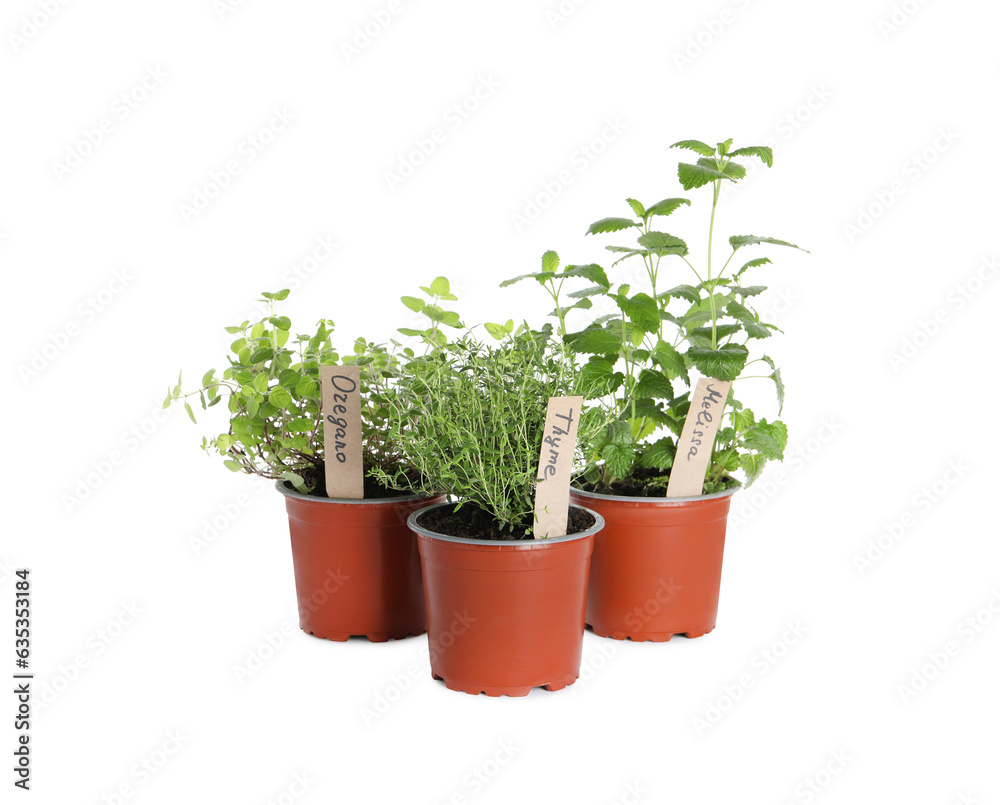 Different aromatic potted herbs isolated on white