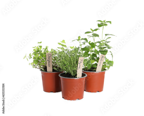 Different aromatic potted herbs isolated on white © New Africa